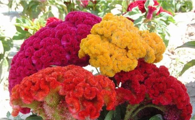 鳳尾種子觀賞花卉種子春播花籽陽臺庭院盆栽觀賞樹種子香草植物