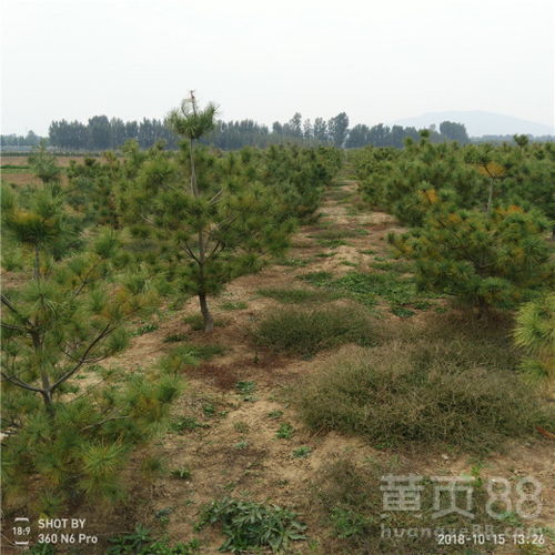 【出售白皮松白皮松樹苗多少錢一棵】- 