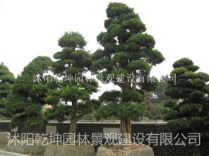 羅漢松 造型羅漢松 羅漢松盆景 羅漢松價格 羅漢松圖片