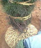 陜西藍田2米白皮松---5米白皮松_農副產品_世界工廠網中國產品信息庫