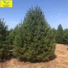 2.5米3米白皮松 精品白皮松價格 一級白皮松