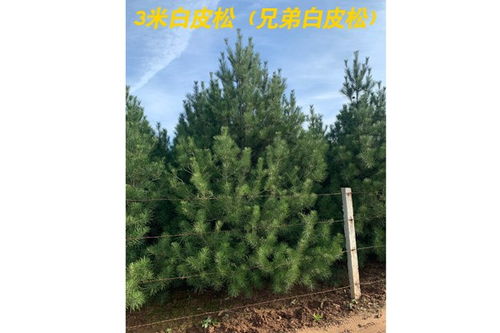 3米精品白皮松價錢 稷山