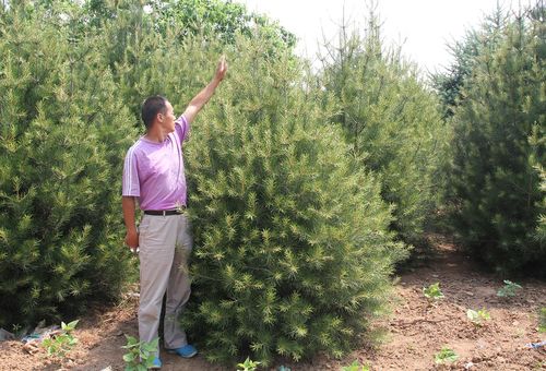 2米白皮松價格 2020年白皮松市場行情 陜西藍田鵬程白皮松