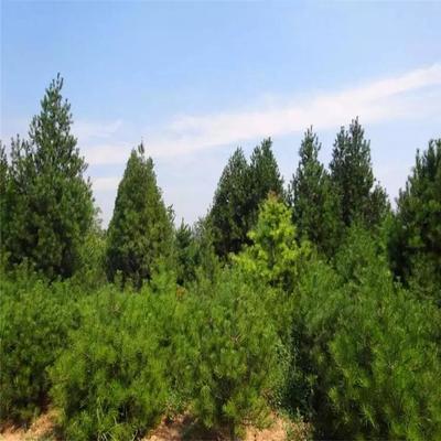 基地供應白皮松 白皮松苗四季常青行道樹白皮松規格全 白皮松量大優惠