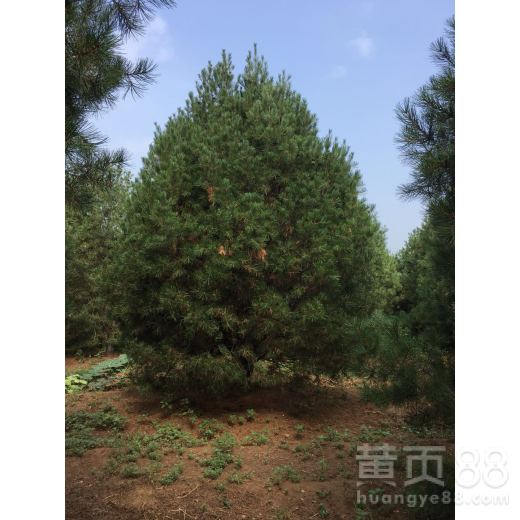【吉林白皮松批發價格】- 