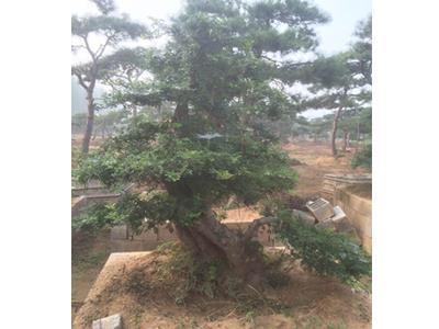 白皮松 1米白皮松 1.5米白皮松 2米白皮松價格_供應白皮松 1米白皮松 1.5米白皮松 2米白皮松 白皮松_山西運城市白皮松 1米白皮松 1.5米白皮松 2米白皮松生產供應商_其它綠化苗木盡在搜了網