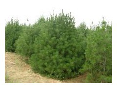 供應白皮松,油松,華山松,側柏,五角楓,白蠟,皂角 - 供應產品 - 呈盛苗圃 - 切它網(QieTa.com)