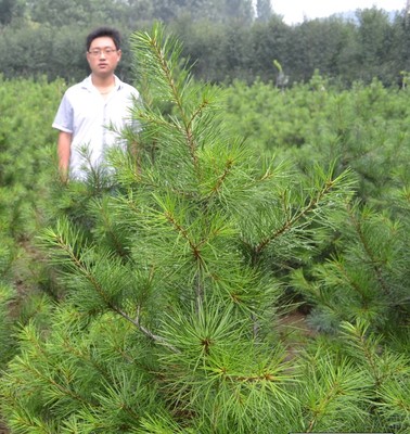 白皮松大樹行情配件 【薦】最好的白皮松大樹價格范圍(白皮松大樹,優質)--青州市鈺皓園林苗木基地