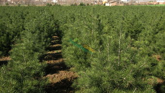 高度400厘米白皮松價格 圖片 行情 報價 中國花木網