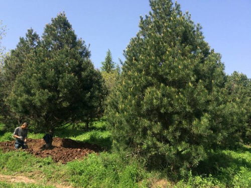 【大同行道庭蔭白皮松基地】- 