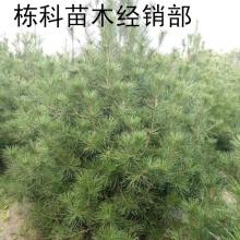 絳縣古絳鎮(zhèn)棟科苗木經(jīng)銷部 供應(yīng)產(chǎn)品
