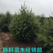 絳縣古絳鎮(zhèn)棟科苗木經(jīng)銷部 供應(yīng)產(chǎn)品