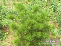 泰安新瑞達(dá)苗木合作社信息盡在農(nóng)苗網(wǎng) 第6頁