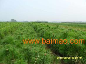 白皮松10 600公分 油松5 650公分,白皮松10 600公分 油松5 650公分生產廠家,白皮松10 600公分 油松5 650公分價格