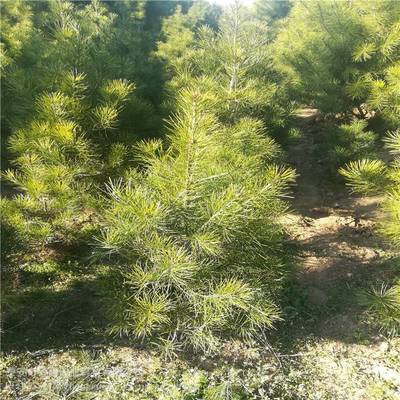 白皮松樹苗價格 白皮松培育基地 青藤農業