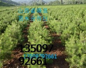 供應山西白皮松山西白皮松基地價格 廠家 圖片
