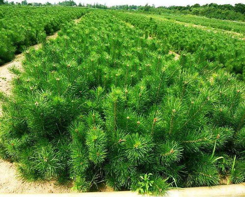白皮松針葉發黃原因與解決方法及白皮松判斷苗木質量技巧