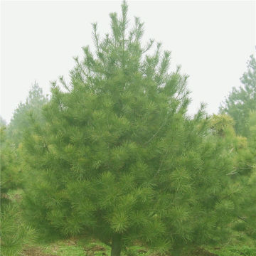 【現挖現賣大規格白皮松基地直銷優質白皮松行道綠化用白皮松】泰安茂軍苗木專業合作社 - 產品庫