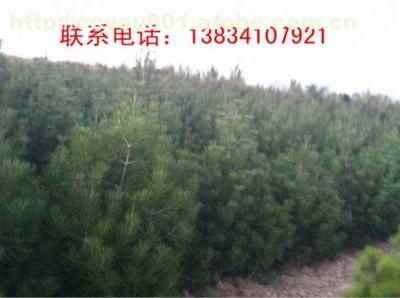 【2米5白皮松】白皮松,價格,廠家,圖片,供應商,花木,柴高峰 - 個體經營 - 產品庫 - 阿土伯交易網