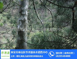 白皮松 泰安市華澤源苗木 白皮松供應基地