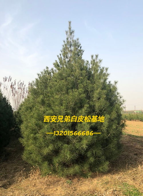 1.5米白皮松苗木價格 陜西藍田白皮松 福山