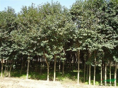 供應白皮松,云杉,紅葉李,大葉女貞,規格齊全,價格公道