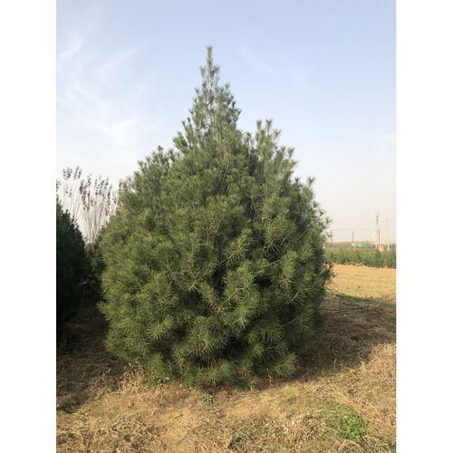 【朔州6米白皮松種植方法】- 