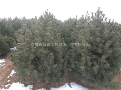 泰安市弘森園林綠化苗木基地