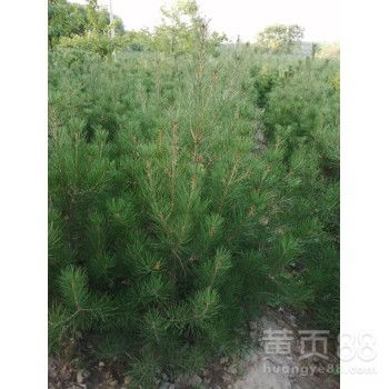 【1米白皮松,1.5米白皮松】-