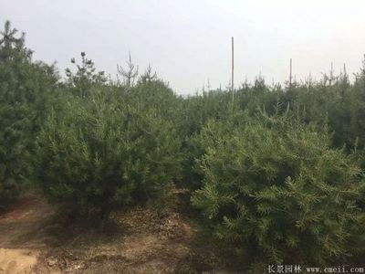 「白皮松」最新白皮松_價格_圖片_產地報價表-江蘇沭陽長景園林苗木場