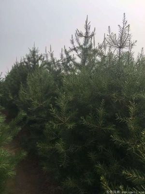 「白皮松」最新白皮松_價格_圖片_產地報價表-江蘇沭陽長景園林苗木場
