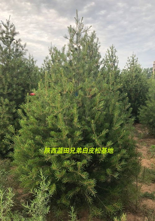 西安白皮松價格報價表 南沙群島 兄弟白皮松