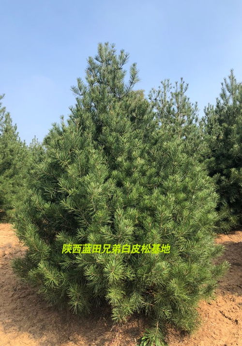 西安市1.5米白皮松價格 沁源