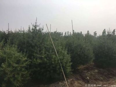 「白皮松」最新白皮松_價格_圖片_產地報價表-江蘇沭陽長景園林苗木場