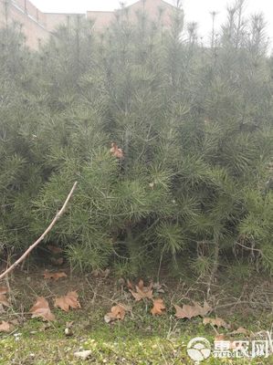 [普通白皮松批發]白皮松 價格15元/棵
