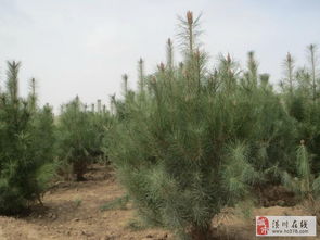 潢川花木價(jià)格花石榴,絲棉木,油松,白皮松,玫瑰木槿