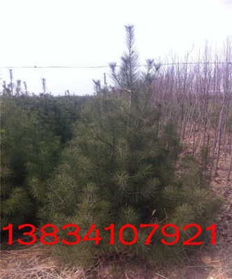 今春2米白皮松價(jià)格+2米白皮松+2米白皮松多少錢?2米白皮松