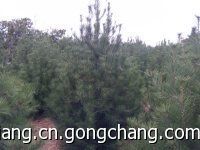 1米白皮松價(jià)格、白皮松1米價(jià)格、18235910374_農(nóng)副產(chǎn)品_世界工廠網(wǎng)