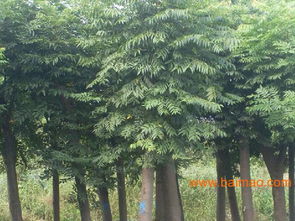 北京欒批發(fā)價(jià)格 北京欒供應(yīng)商 北京欒種植基地,北京欒批發(fā)價(jià)格 北京欒供應(yīng)商 北京欒種植基地生產(chǎn)廠家,北京欒批發(fā)價(jià)格 北京欒供應(yīng)商 北京欒種植基地價(jià)格