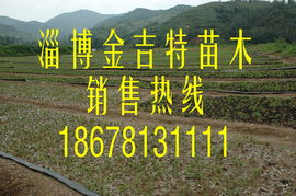 供應(yīng)油松苗,40 50公分油松小苗
