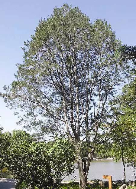 你怎能連最常見的鄉(xiāng)土植物都不認(rèn)識(shí)了