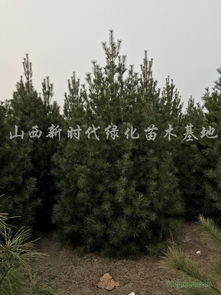 供應白皮松