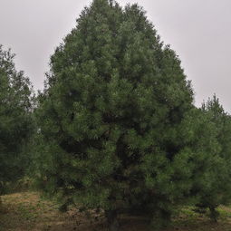 精品 天津市4米白皮松價(jià)格歡迎考察