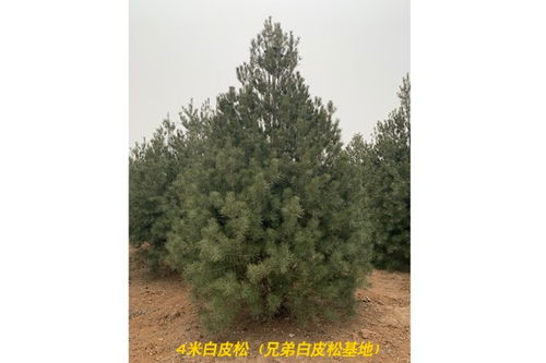 4米白皮松一級(jí)苗 河津