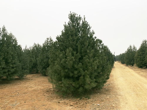 【北京2米白皮松種植技術】- 