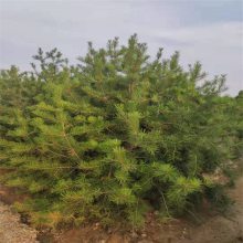 【2.5米白皮松 種植批發 白皮松 新品上市出售 帥陽 樹苗批發圖片】2.5米白皮松 種植批發 白皮松 新品上市出售 帥陽 樹苗批發