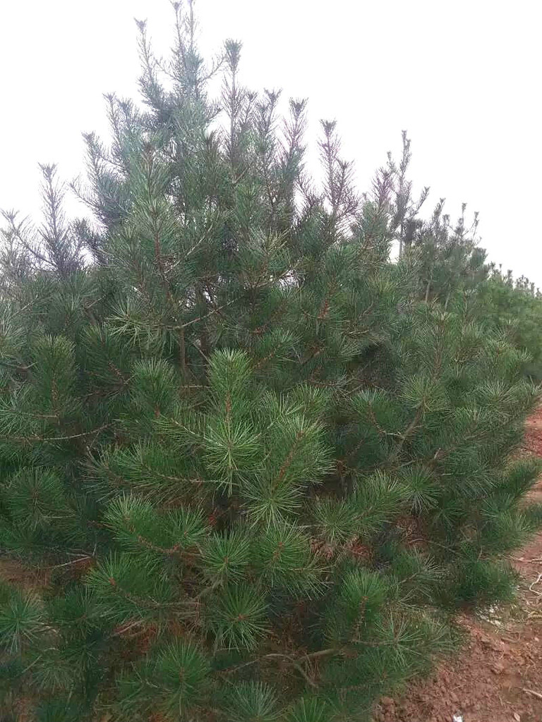 洛陽崇明花木生態園 河南白皮松種植基地 精品1.2m白皮松 崇明園林圖片_高清圖_細節圖