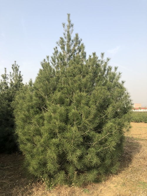 【朔州6米白皮松廠家出售】- 