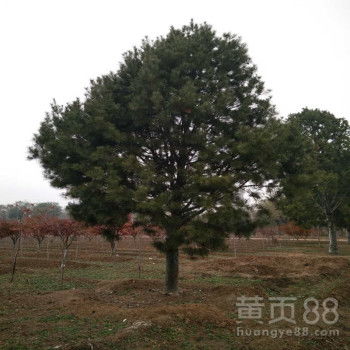 【專業苗木基地2.5米白皮松價格白皮松樹品質有保證】-