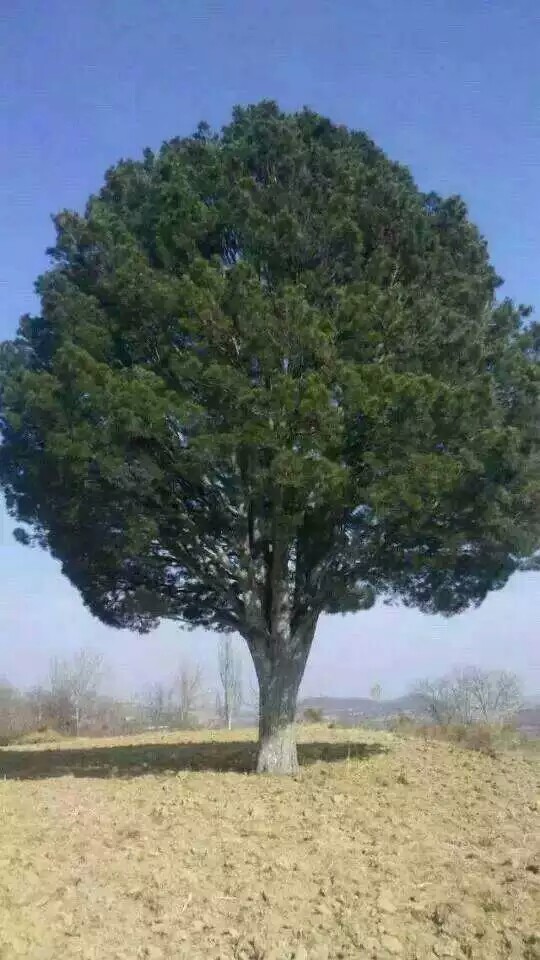 興 平西安白皮松